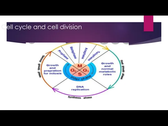 Cell cycle and cell division
