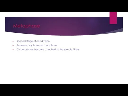 Metaphase Second stage of cell division Between prophase and anaphase Chromosomes