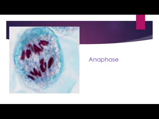 Anaphase