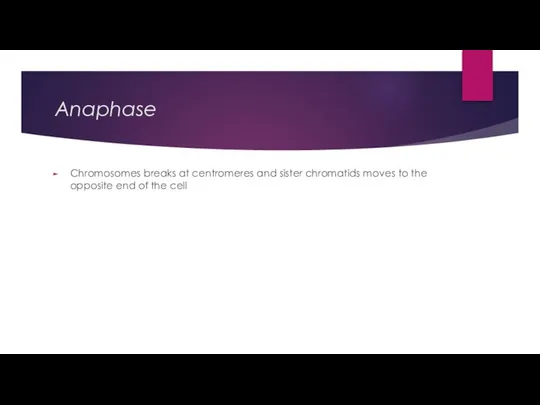 Anaphase Chromosomes breaks at centromeres and sister chromatids moves to the opposite end of the cell