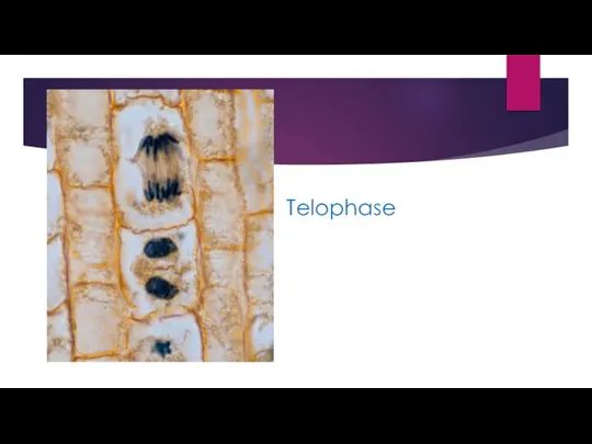 Telophase