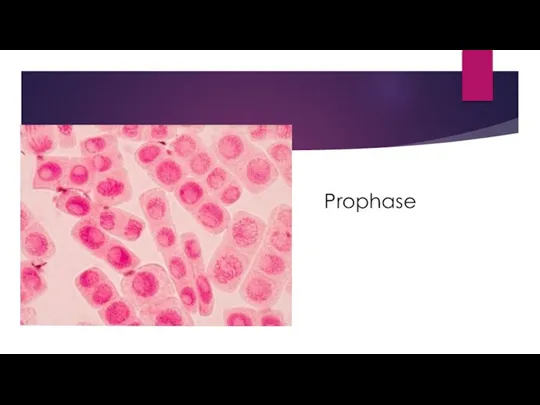 Prophase