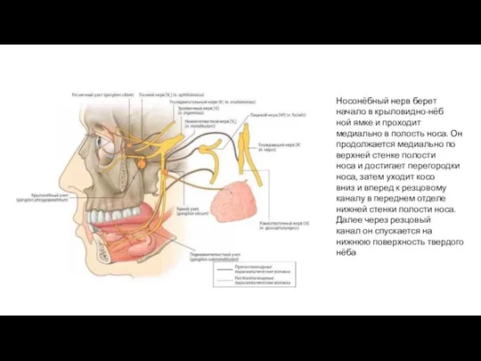 Носонёбный нерв берет начало в крыловидно-нёб­ ной ямке и проходит медиально