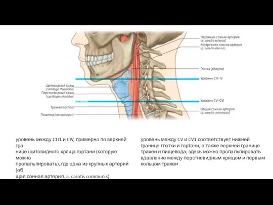 уровень между C1I1 и CIV, примерно по верхней гра-­ нице щитовидного