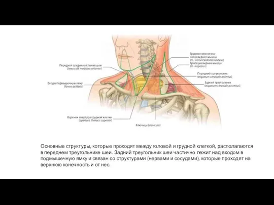 Основные структуры, которые проходят между го­ловой и грудной клеткой, располагаются в