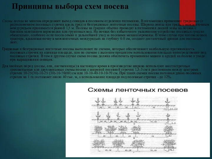 Принципы выбора схем посева Схемы посева во многом определяют выход сеянцев