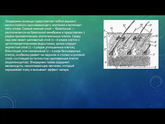 Эпидермис (кожица) представляет собой вариант многослойного ороговевающего эпителия и включает пять