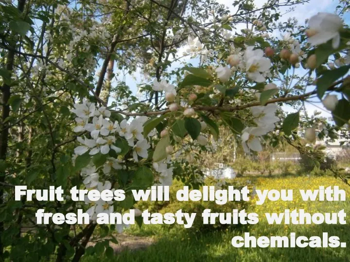 Fruit trees will delight you with fresh and tasty fruits without chemicals.