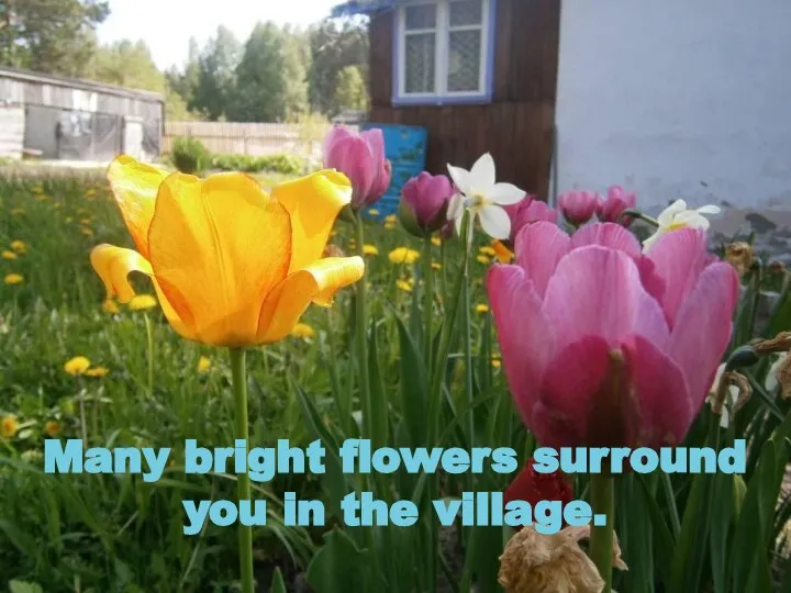 Many bright flowers surround you in the village.