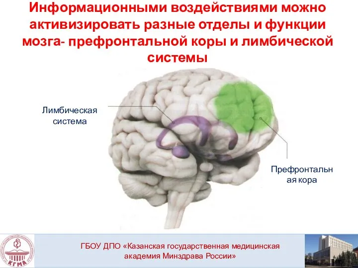 Информационными воздействиями можно активизировать разные отделы и функции мозга- префронтальной коры