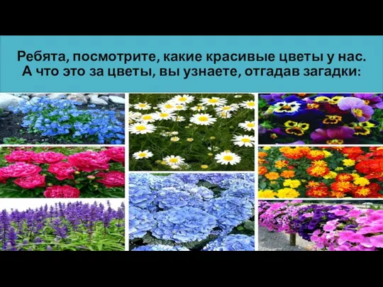 Ребята, посмотрите, какие красивые цветы у нас. А что это за цветы, вы узнаете, отгадав загадки: