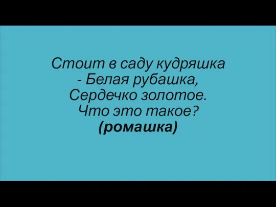 Стоит в саду кудряшка - Белая рубашка, Сердечко золотое. Что это такое? (ромашка)