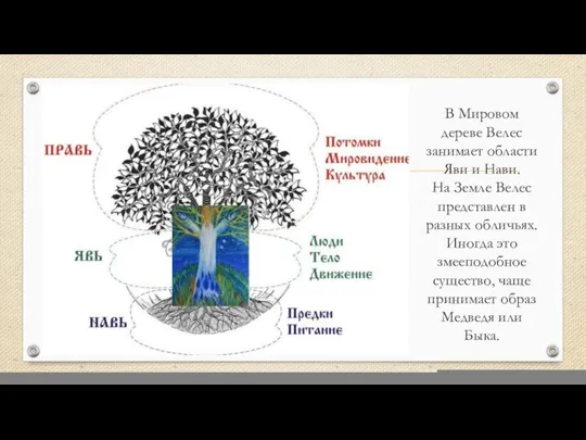 В Мировом дереве Велес занимает области Яви и Нави. На Земле