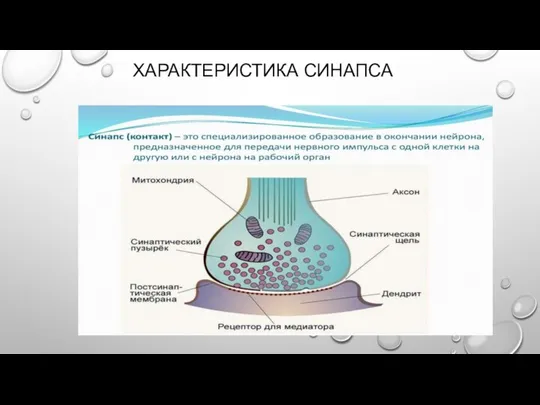 ХАРАКТЕРИСТИКА СИНАПСА