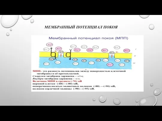 МЕМБРАННЫЙ ПОТЕНЦИАЛ ПОКОЯ