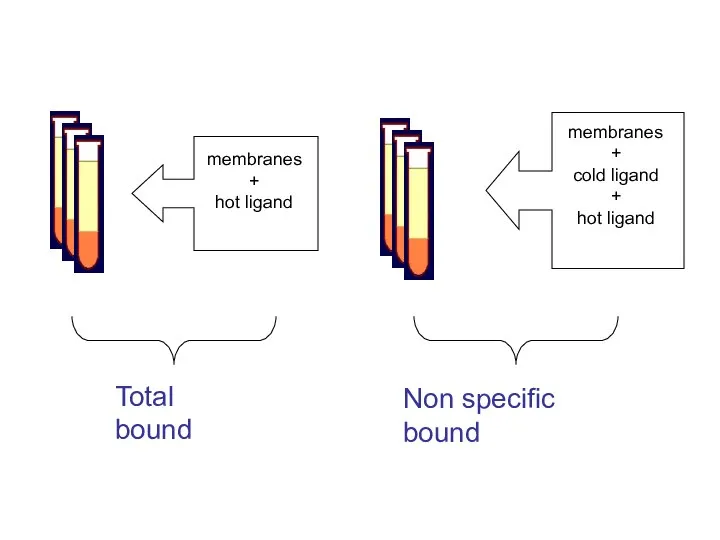 membranes + hot ligand membranes + cold ligand + hot ligand Total bound Non specific bound