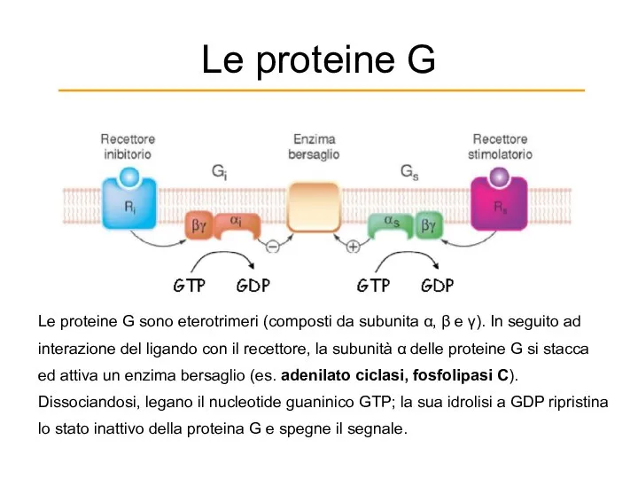 Le proteine G Le proteine G sono eterotrimeri (composti da subunita