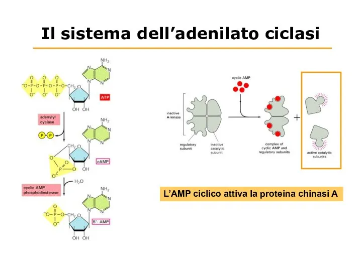 Il sistema dell’adenilato ciclasi L’AMP ciclico attiva la proteina chinasi A