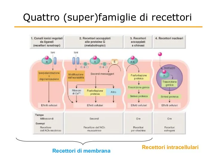 Quattro (super)famiglie di recettori Recettori di membrana Recettori intracellulari