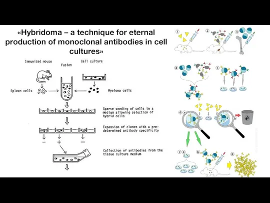 «Hybridoma – a technique for eternal production of monoclonal antibodies in cell cultures»