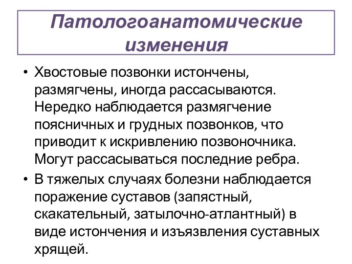 Патологоанатомические изменения Хвостовые позвонки истончены, размягчены, иногда рассасываются. Нередко наблюдается размягчение