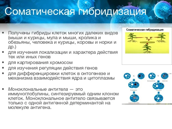 Соматическая гибридизация Получены гибриды клеток многих далеких видов (мыши и курицы,