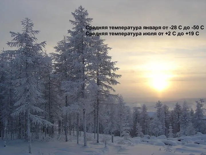 Средняя температура января от -28 C до -50 C Средняя температура