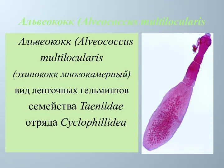 Альвеококк (Alveococcus multilocularis Альвеококк (Alveococcus multilocularis (эхинококк многокамерный) вид ленточных гельминтов семейства Taeniidae отряда Cyclophillidea