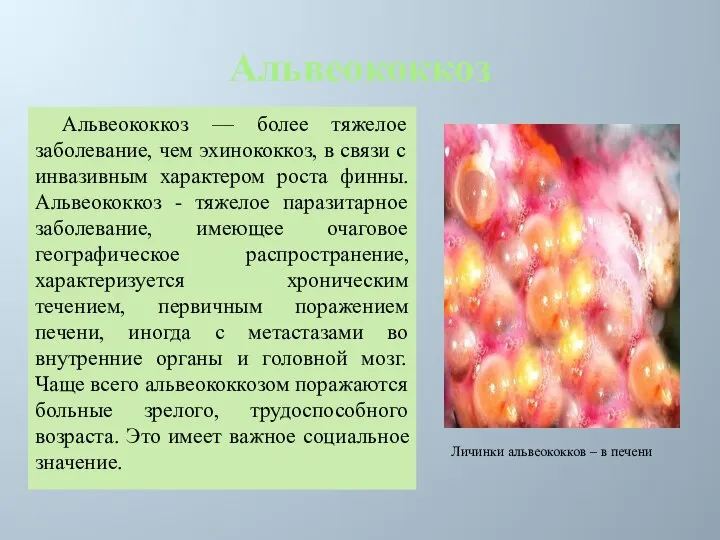 Альвеококкоз Альвеококкоз — более тяжелое заболевание, чем эхинококкоз, в связи с