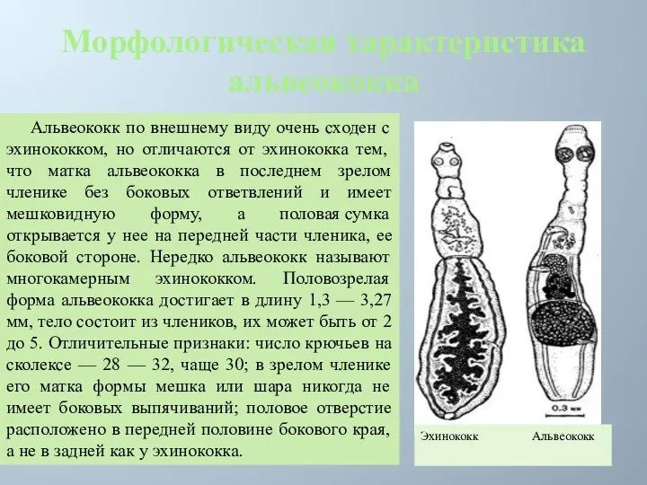 Морфологическая характеристика альвеококка Альвеококк по внешнему виду очень сходен с эхинококком,