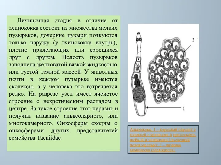 Личиночная стадия в отличие от эхинококка состоит из множества мелких пузырьков,