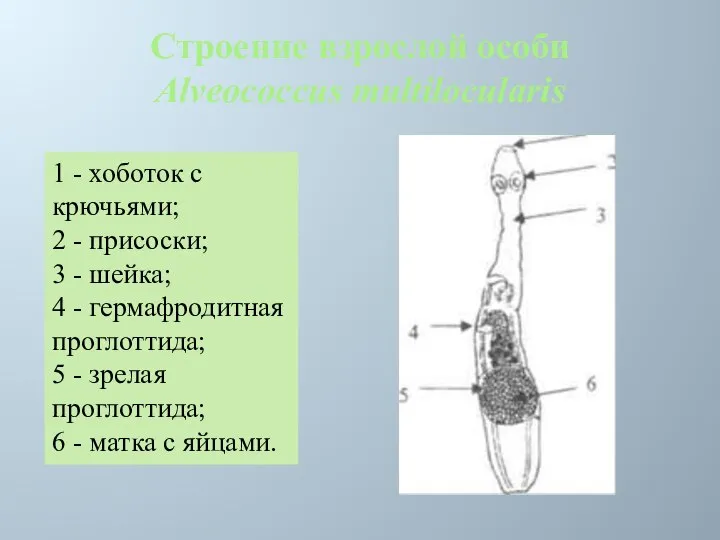 Строение взрослой особи Alveococcus multilocularis 1 - хоботок с крючьями; 2