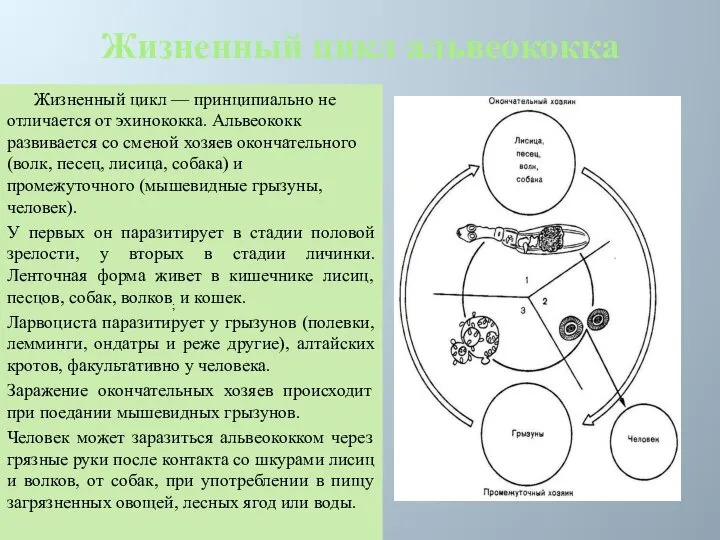 Жизненный цикл альвеококка Жизненный цикл — принципиально не отличается от эхинококка.