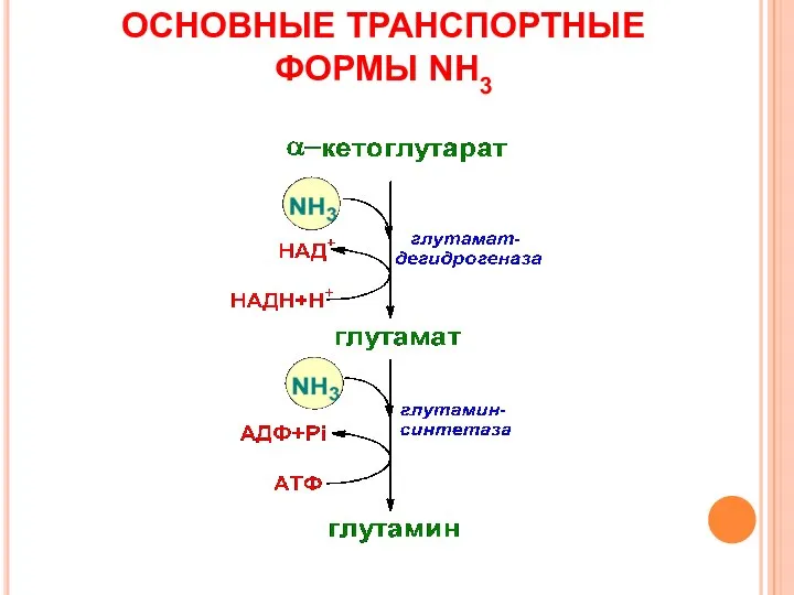 ОСНОВНЫЕ ТРАНСПОРТНЫЕ ФОРМЫ NH3