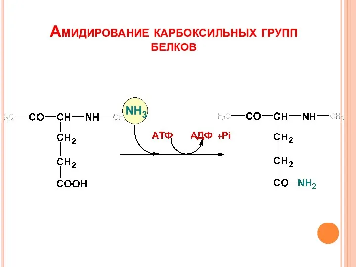 Амидирование карбоксильных групп белков