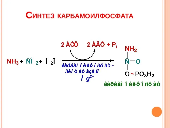 Синтез карбамоилфосфата