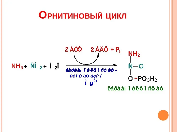 Орнитиновый цикл