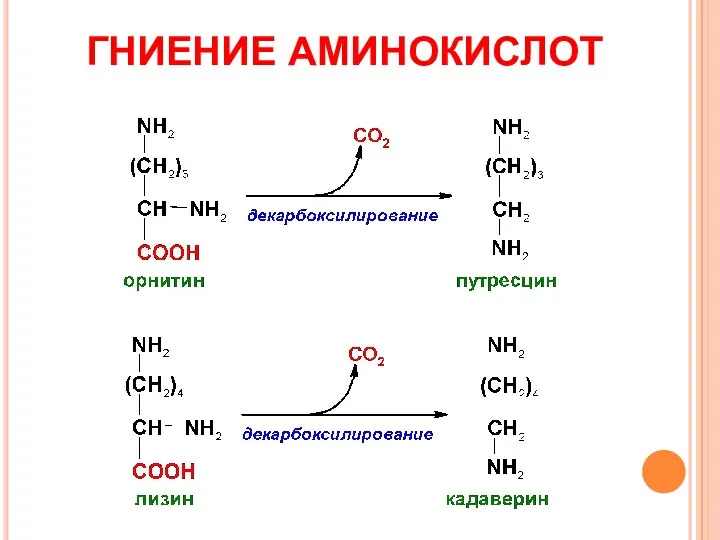 ГНИЕНИЕ АМИНОКИСЛОТ