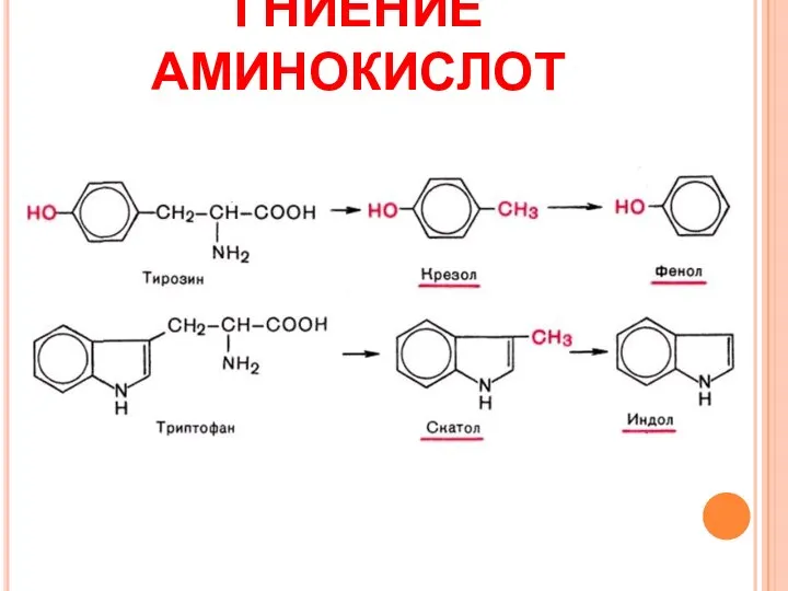 ГНИЕНИЕ АМИНОКИСЛОТ