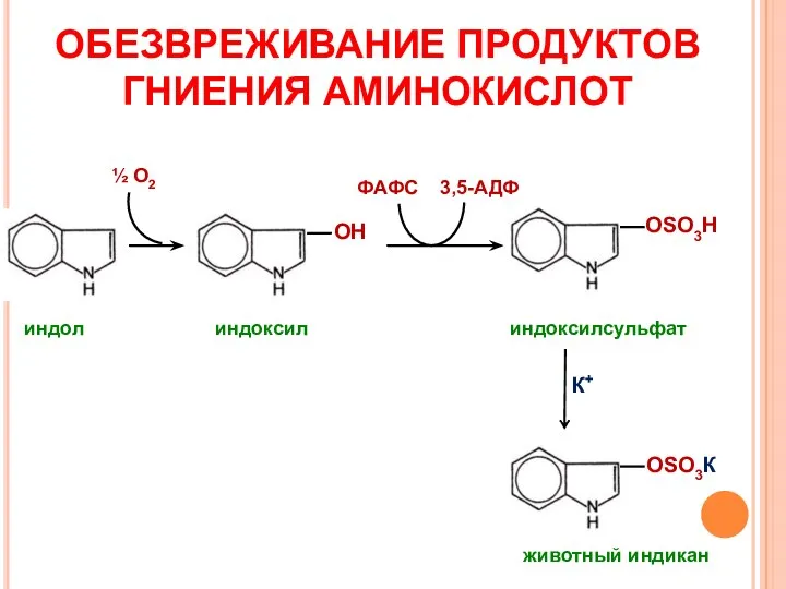 ОБЕЗВРЕЖИВАНИЕ ПРОДУКТОВ ГНИЕНИЯ АМИНОКИСЛОТ ОН ОSO3Н индол индоксил индоксилсульфат ОSO3К животный