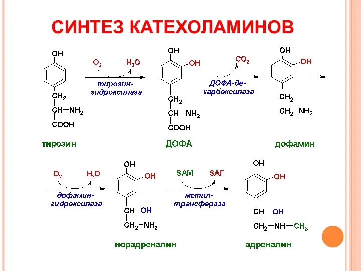 СИНТЕЗ КАТЕХОЛАМИНОВ