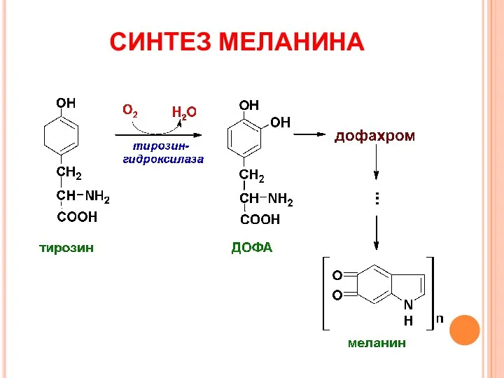 СИНТЕЗ МЕЛАНИНА