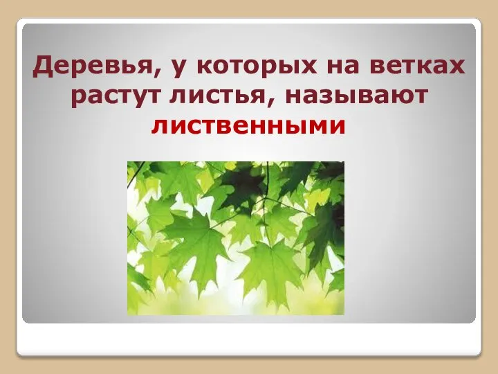 Деревья, у которых на ветках растут листья, называют лиственными