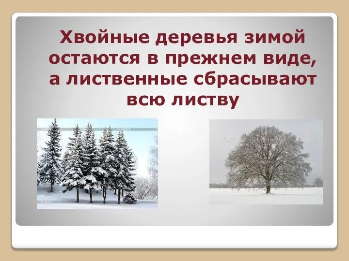 Хвойные деревья зимой остаются в прежнем виде, а лиственные сбрасывают всю листву