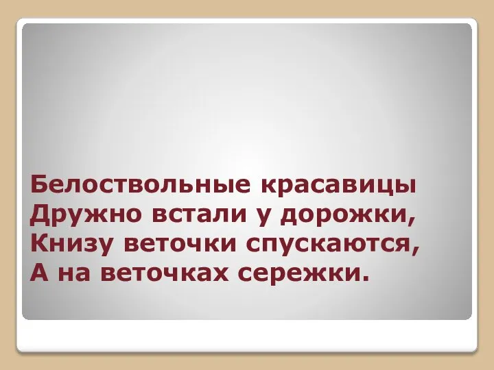 Белоствольные красавицы Дружно встали у дорожки, Книзу веточки спускаются, А на веточках сережки.