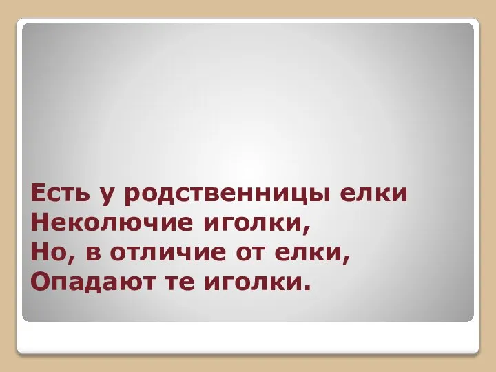 Есть у родственницы елки Неколючие иголки, Но, в отличие от елки, Опадают те иголки.