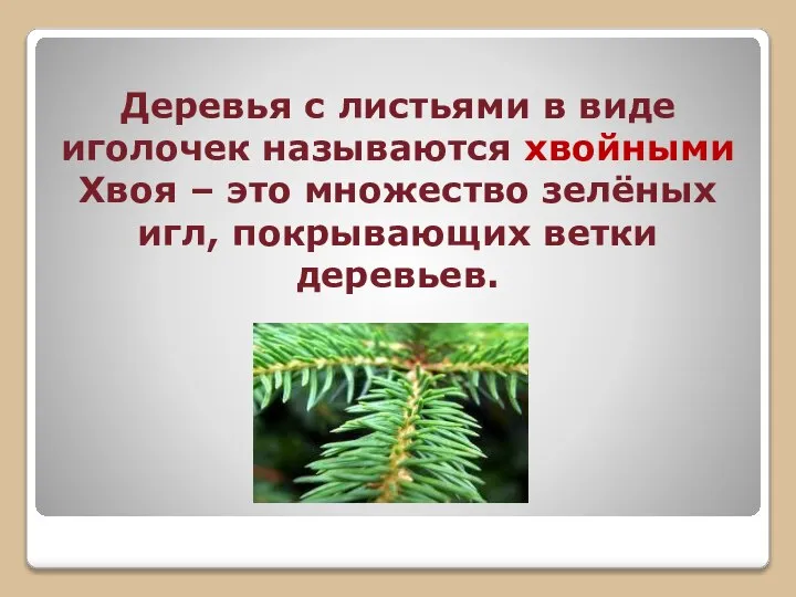 Деревья с листьями в виде иголочек называются хвойными Хвоя – это