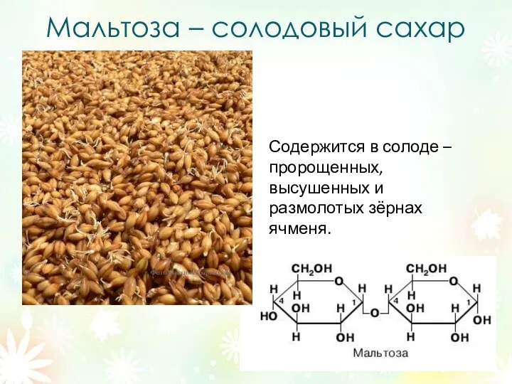 Мальтоза – солодовый сахар Содержится в солоде – пророщенных, высушенных и размолотых зёрнах ячменя.