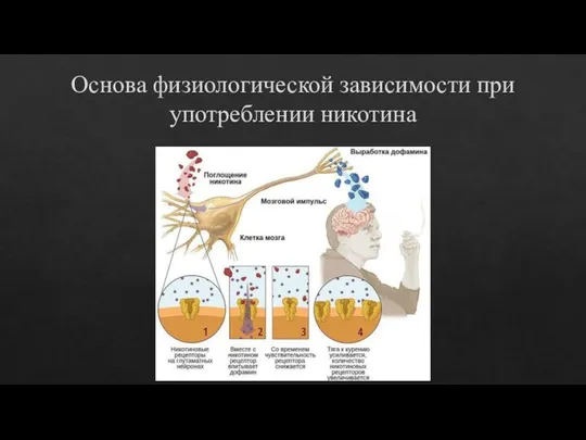 Основа физиологической зависимости при употреблении никотина