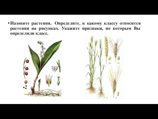 Назовите растения. Определите, к какому классу относится растения на рисунках. Укажите